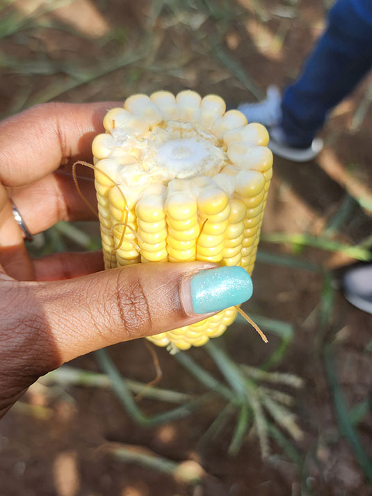 One corn split in half. Full image view opens in a new window.
